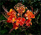 KVITER 10 Red Bird of Paradise seeds (Caesalpinia Pulcherrima) – Pride of Barbados,Dwarf Poinciana,Peacock Flower Seeds for Planting,Mexican Birds of Paradise – Perennial Bush seeds for Outdoor Garden
