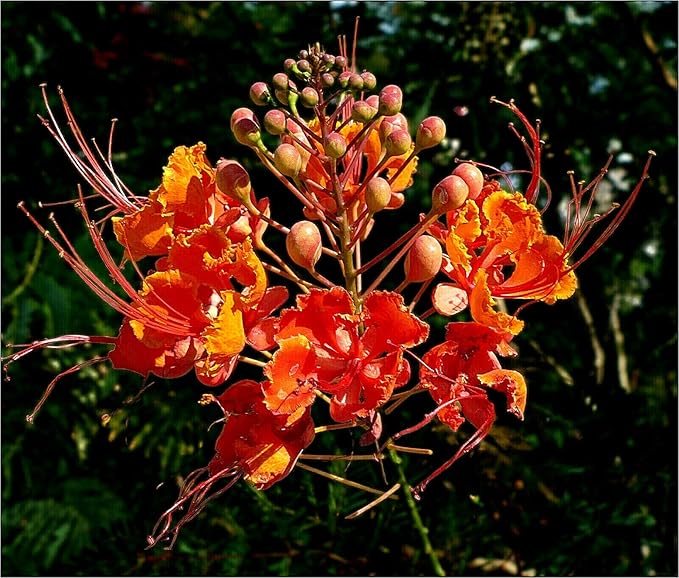 KVITER 10 Red Bird of Paradise seeds (Caesalpinia Pulcherrima) – Pride of Barbados,Dwarf Poinciana,Peacock Flower Seeds for Planting,Mexican Birds of Paradise – Perennial Bush seeds for Outdoor Garden