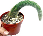 4” Monkey Tail Cactus-(Cleistocactus Colademononis) -Easy to Grow Indoors/Outdoors, Indirect Sunlight. Well Drained Soil.