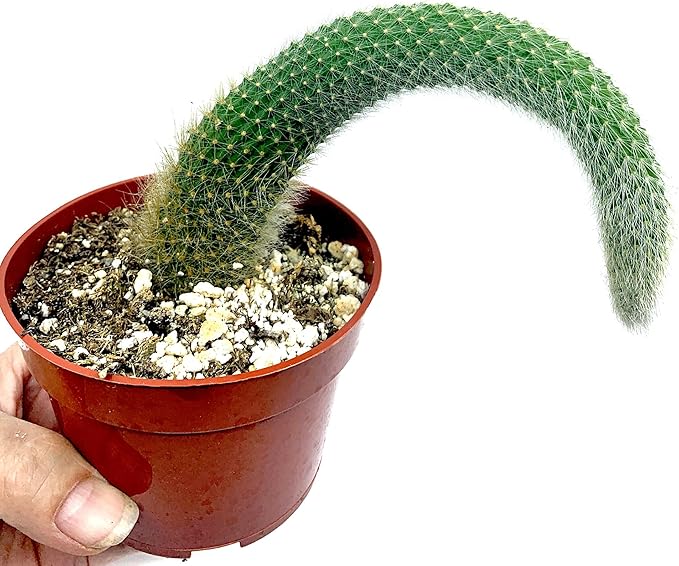 4” Monkey Tail Cactus-(Cleistocactus Colademononis) -Easy to Grow Indoors/Outdoors, Indirect Sunlight. Well Drained Soil.