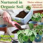 Dr. Lu’s Organic Watermelon Peperomia | Rare Peperomia Live Plant | Rooted Cute Watermelon Plant for Air Purifying | Easy Grow PeperomiaArgyreia in 4'' Nursery Pot