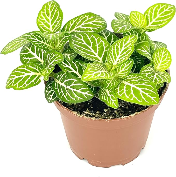 Fittonia Jolly Lemon Nerve Plant Air Purifying House Plant, 2.5 inch Pot