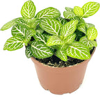 Fittonia Jolly Lemon Nerve Plant Air Purifying House Plant, 2.5 inch Pot
