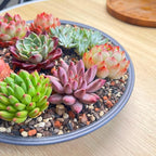 12 Pack Live Rosette Succulent Plants 1.5-2.5" – Assorted Mini Echeveria Succulents Bare Root, Low Maintenance Succulent Variety Pack for Wedding Favors, Gifts, DIY Projects
