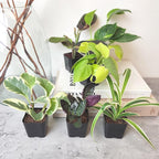 Altman Plants Live Houseplants (6PK), Indoor Plants for Delivery Prime, Live Plants and Gardening Gifts for Plant Lovers, Planters for Indoor Plants with Potting Soil, Live House Plants Indoors Live