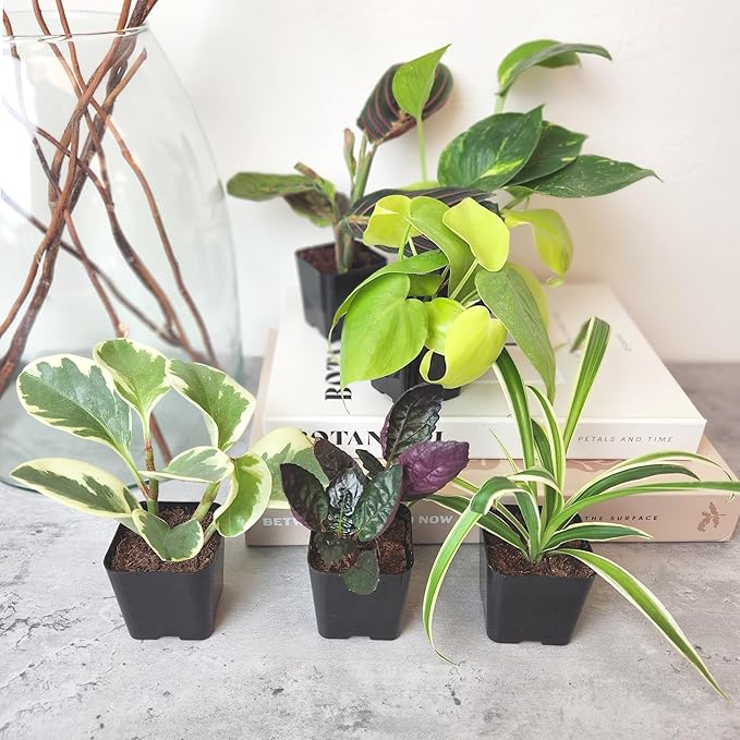 Altman Plants Live Houseplants (6PK), Indoor Plants for Delivery Prime, Live Plants and Gardening Gifts for Plant Lovers, Planters for Indoor Plants with Potting Soil, Live House Plants Indoors Live