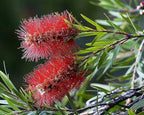 Little John Dwarf Bottlebrush Tree - Callistemon viminalis cv - Live Hummingbird Plant - Unusual Red Flower - Emerald Goddess Gardens- Starter Sz 4 Inch Pot