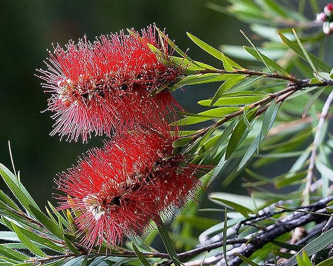 Little John Dwarf Bottlebrush Tree - Callistemon viminalis cv - Live Hummingbird Plant - Unusual Red Flower - Emerald Goddess Gardens- Starter Sz 4 Inch Pot