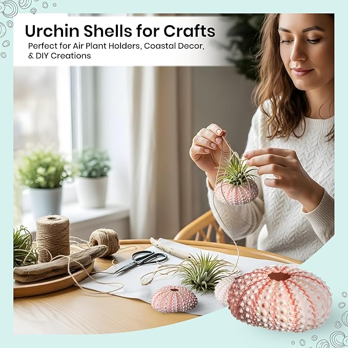 Nautical Crush Trading Sea Urchins Shells for Air Plants - 10 Pink (1-2") Sea Urchin Shells - Hanging Air Plant Holder - Air Plants Live Holders - No Plants Included