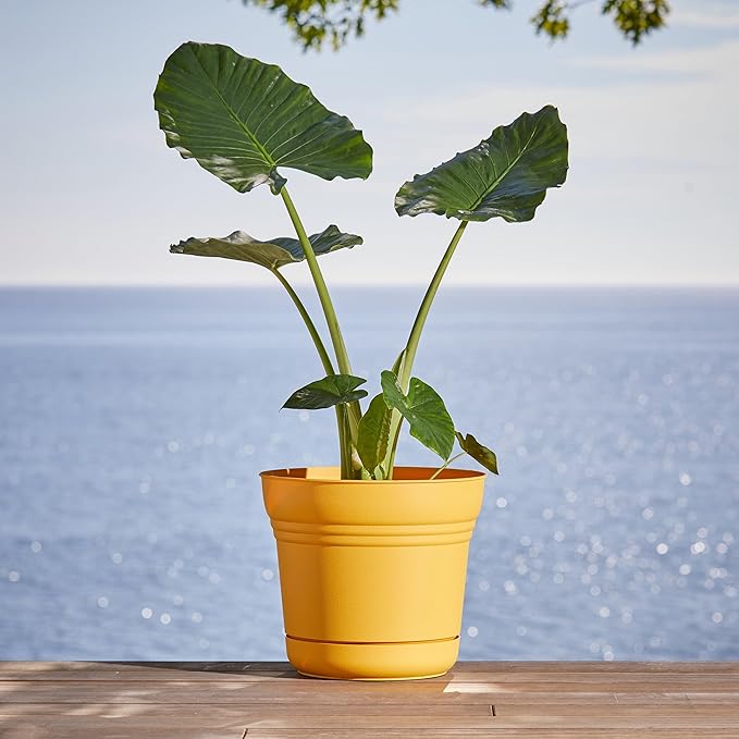 Bloem Saturn Round Planter with Saucer Tray: 12" - Earthy Yellow - Durable Plastic Pot, Matte Finish, Removable Saucer, for Indoor & Outdoor Use, Gardening, 3 Gallon Capacity