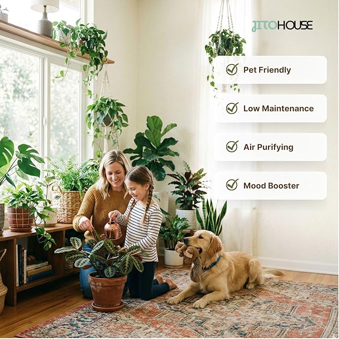 Live Red Maranta Prayer Plant in 4” Pot | Pet Friendly Indoor Houseplant | Leaves Move & Fold at Night | Easy Care Fast Growing Plant for Home, Office & Apartment Décor | Gift by JitoHouse