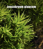 Fresh Real Live Moss Variety Pack for Orchids & Mini Landscapes DIY Terrariums, Bonsai, Reptile Habitats & Potted Plants | Revives Quickly with Mist, Soft Green Texture (Whole 8"x8" Leucobryum Moss)