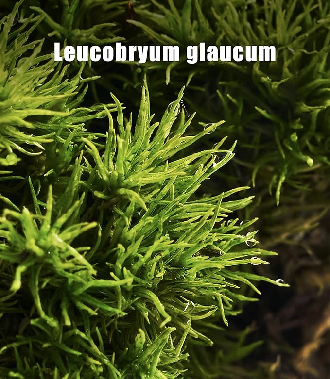 Fresh Real Live Moss Variety Pack for Orchids & Mini Landscapes DIY Terrariums, Bonsai, Reptile Habitats & Potted Plants | Revives Quickly with Mist, Soft Green Texture (Whole 8"x8" Leucobryum Moss)