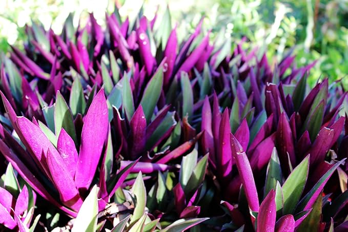 SIX Outdoor Live Plants- Oyster Plant Purple & Green - Grows to Medium Height Outdoor Plant- Young Small Plant