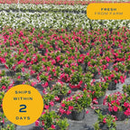 Costa Farms Mandevilla Teepee Live Plant - 30" Tall Flowering Vine Houseplant - Indoor, Outdoor Garden or Patio Plant Home Decor - Grower's Choice Blooms
