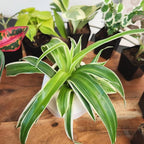 Tillandsia Air Plants Live Indoor Plants (75 Pack), Air Plants Bulk Party Favors or Wedding Favors Live Plants, Air Plant Lover Gifts, DIY Terrarium Kit, Air Succulents Plants Live by Plants for Pets