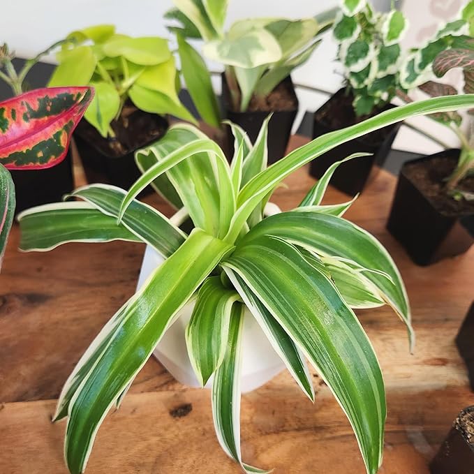 Tillandsia Air Plants Live Indoor Plants (75 Pack), Air Plants Bulk Party Favors or Wedding Favors Live Plants, Air Plant Lover Gifts, DIY Terrarium Kit, Air Succulents Plants Live by Plants for Pets