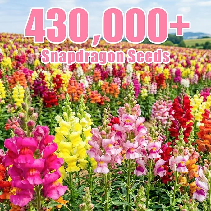 430,000+ Snapdragon Seeds for Planting - 1.4oz Bulk Pack 5-Color Mixed Snapdragon Flower Seeds (Antirrhinum majus) for Garden Beds, Borders, Pots & Cut Flower Displays, Instructions Included