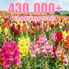430,000+ Snapdragon Seeds for Planting - 1.4oz Bulk Pack 5-Color Mixed Snapdragon Flower Seeds (Antirrhinum majus) for Garden Beds, Borders, Pots & Cut Flower Displays, Instructions Included