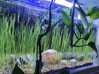 4 Bags Aquarium Plant S.e.e.ds, not Artificial Plastic Plant, Fish Tank Live Grass for All Substrate (0.36ozTiny+0.36oz Long+0.36oz Short+0.36oz Big Dual) ZQV-013