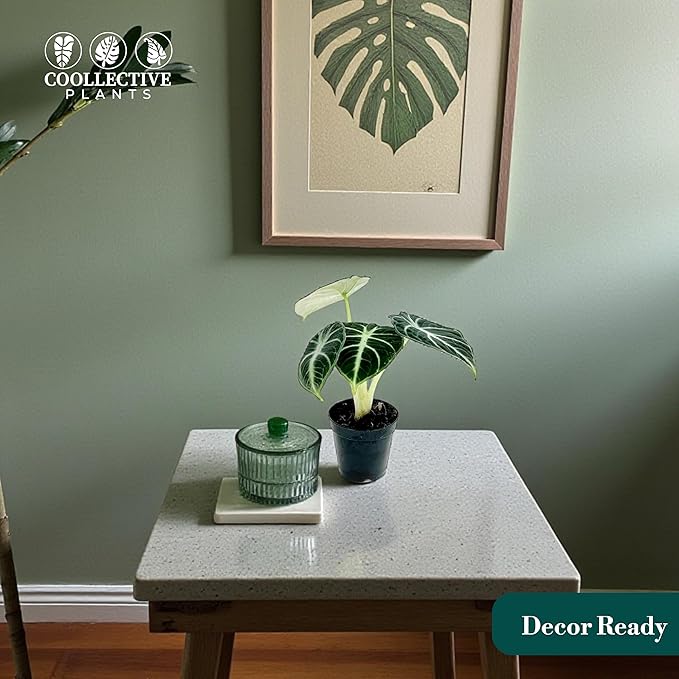 Alocasia Ninja | Live Plant in a 2 or 4 Inch Growers Pot, Live Indoor, Easy to Grow, Easy to Care, and Low Maintenance Houseplant (2-inch Pot)