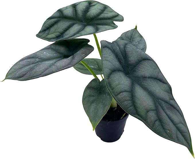 BubbleBlooms Alocasia Silver Dragon, Alocasia Baginda, Jewel Alocasia, Elephant Ear Silver Dragon in 2 inch Pot