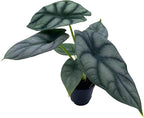 BubbleBlooms Alocasia Silver Dragon, Alocasia Baginda, Jewel Alocasia, Elephant Ear Silver Dragon in 2 inch Pot