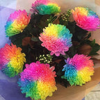 400+ Exotic Rainbow Chrysanthemum Seeds Hardy Garden Flower Seeds - Rare Ground Cover Plant Landscape for Garden Outdoor