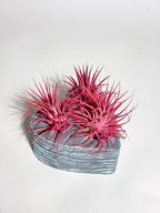 Air Plants - Tillandsia Ionantha - Organically Enhanced Color - Live Arrival Guaranteed - House Plants for Home Decor & Gift (3Pk Coral Glow + Turquoise Heart)