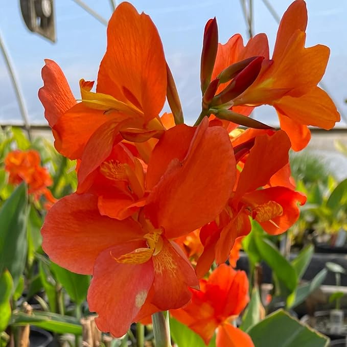 Chalily Canna ‘Chiquita Punch’, a Great Live Pond Plant for Your Water Garden. Filters The koi and Goldfish Pond. Good for Bogs, Plant Shelf or Shallow Water This marginal Aquatic is a Real Beauty