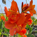 Chalily Canna ‘Chiquita Punch’, a Great Live Pond Plant for Your Water Garden. Filters The koi and Goldfish Pond. Good for Bogs, Plant Shelf or Shallow Water This marginal Aquatic is a Real Beauty