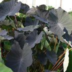 ‘Black Magic’ Taro, a Great Live Pond Plant for Your Water Garden. Filters The koi and Goldfish Pond. Good for Bogs, Plant Shelf or Shallow Water This marginal Aquatic is a Real Beauty