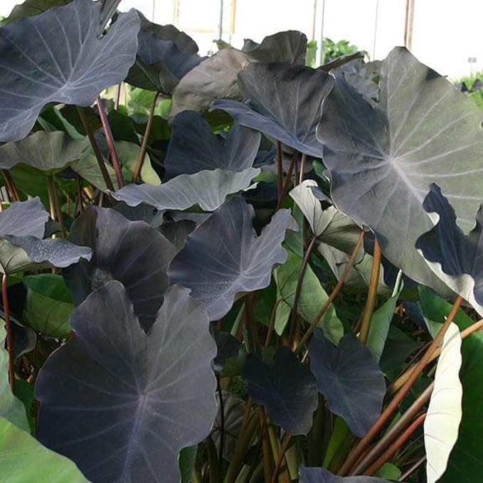 ‘Black Magic’ Taro, a Great Live Pond Plant for Your Water Garden. Filters The koi and Goldfish Pond. Good for Bogs, Plant Shelf or Shallow Water This marginal Aquatic is a Real Beauty