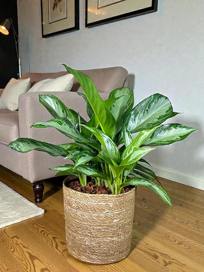 Aglaonema Silver Bay – 10 Inches Grower Pot – Live Indoor/Outdoor Air Purifying Plant – Easy Care Silver Green Foliage for Home and Office Decoration