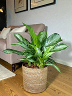 Aglaonema Silver Bay – 10 Inches Grower Pot – Live Indoor/Outdoor Air Purifying Plant – Easy Care Silver Green Foliage for Home and Office Decoration