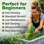 HOME GROWN Non GMO Dill Seeds for Planting 1,014 Bouquet Dill Seeds and Heirloom Herb Seeds for Planting Outdoors, Grow Your Fragrant Dill Herb Garden (Anethum graveolens)