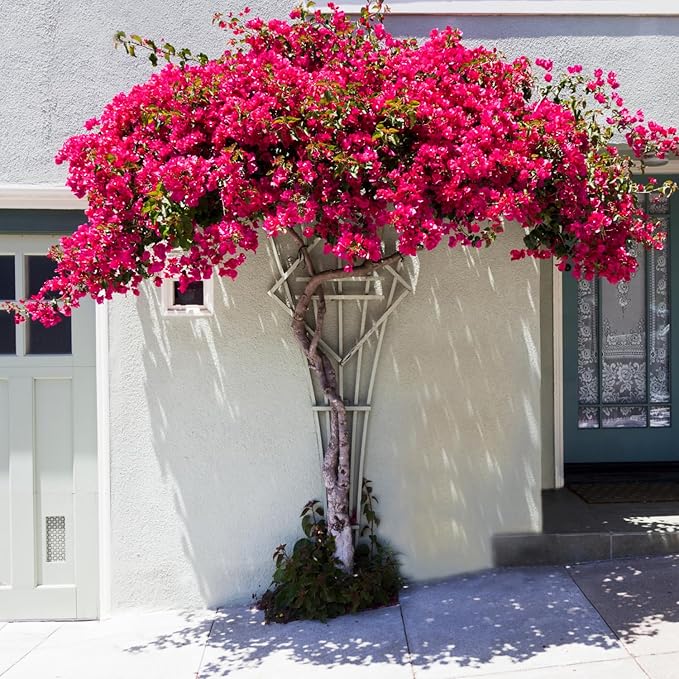 2 Bougainvillea Live Plants, Tropical Bougainvillea Flowering Vine, Fast Growing Outdoor and Container Plant, 4-8'' Tall (Hot Pink Blooms)