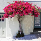2 Bougainvillea Live Plants, Tropical Bougainvillea Flowering Vine, Fast Growing Outdoor and Container Plant, 4-8'' Tall (Hot Pink Blooms)