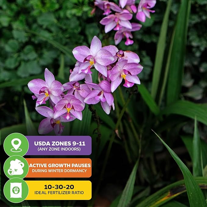 Ground Orchid Live Plant - Spathoglottis plicata 'Purple' by Wellspring Gardens - Purple-Pink Flowers Summer Plant - Great for Indoor/Outdoor Gardens & Patios (2-Pack)
