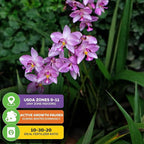 Ground Orchid Live Plant - Spathoglottis plicata 'Purple' by Wellspring Gardens - Purple-Pink Flowers Summer Plant - Great for Indoor/Outdoor Gardens & Patios (2-Pack)