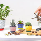 Selamica Ceramic 2.4 Inch Succulent Pots, Mini Flower Pots for Cactus Plant with Drainage Holes & Saucers, Home Decor, Set of 6, Assorted Colors
