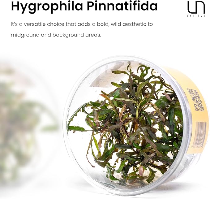 UNS Snail Free TC Hygrophila pinnatifida (Hygrophila pinnatifida) - High Light, Green with Reddish Accent, Midground to Background Placement - Stem Growth - Tissue Culture - 1 Pack