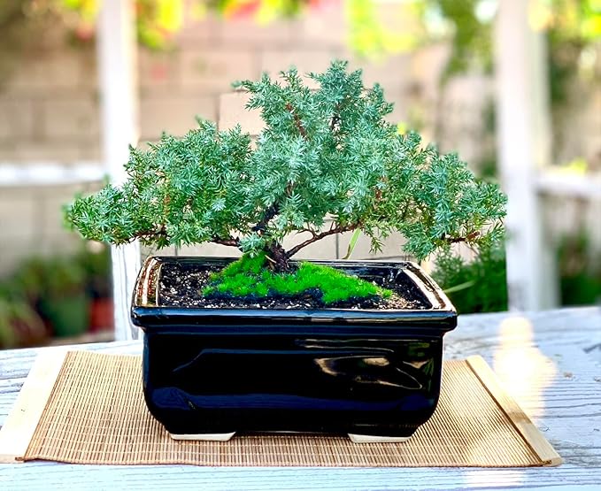 Live Dwarf Juniper Bonsai Tree | Indoor/Outdoor | 100% Handcrafted| Home and Office Décor | Best Gift for Holiday (MM)