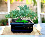 Live Dwarf Juniper Bonsai Tree | Indoor/Outdoor | 100% Handcrafted| Home and Office Décor | Best Gift for Holiday (MM)