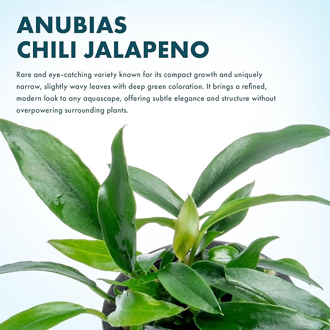 SubstrateSource Anubias Live Aquarium Plants - Potted Freshwater Plant for Fish Tanks, Terrariums - Beginner Friendly Low Light (Chili Jalapeno, 1 Pot)