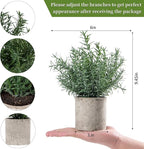 Coferset 2 Pack Small Fake Plants Rosemary Potted Artificial Plants for Shelf Desk Home Bathroom Farmhouse Room Coffee Table Decor (Green)