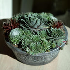 Altman Plants Non-Toxic Live Sempervivum Succulent Plant Gift in 8" Decorative Pot, Real Succulents to Grow, Easy Care Hens and Chicks, Hardy & Low-Maintenance Gift for Gardeners, Popular Houseplants