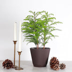 Thorsen's Greenhouse Live Norfolk Island Pine Plant, Christmas Greenery Gift or Decor, Air Purifying Premium Indoor Houseplant, Mature 4" Diameter Pot (Chocolate, 6-inch Pot)