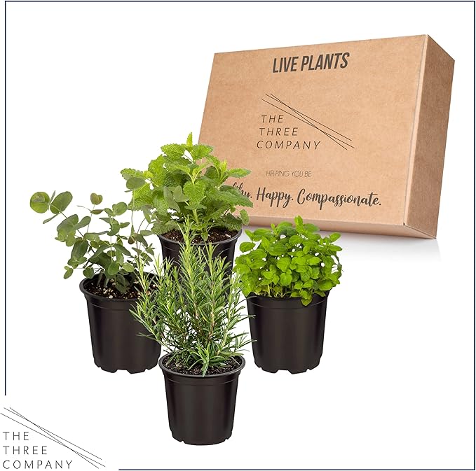 Live Aromatic and Edible Herbs - Assorted Varieties (4 Per Pack) - Lemon Verbena, Eucalyptus, Mint, Lavender - 6" Tall by 3" Wide in 1 Pint Pot