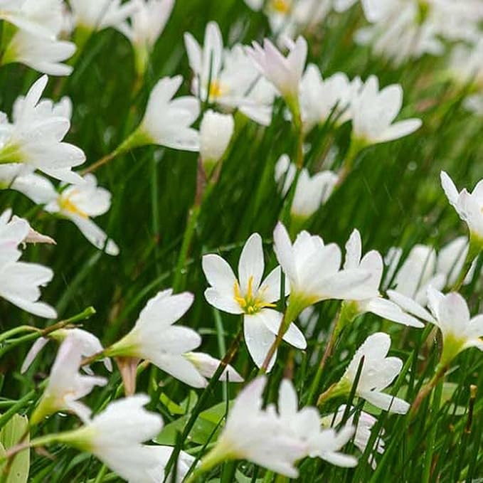 Chalily White Rain Lily, a Great Live Pond Plant for Your Water Garden. Filters The koi and Goldfish Pond. Good for Bogs, Plant Shelf or Shallow Water This marginal Aquatic is a Real Beauty